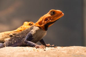 P1060229