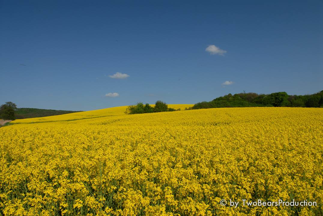 You are currently viewing Blühende Rapsfelder