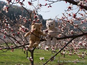 Read more about the article Marillenblüte in der Wachau