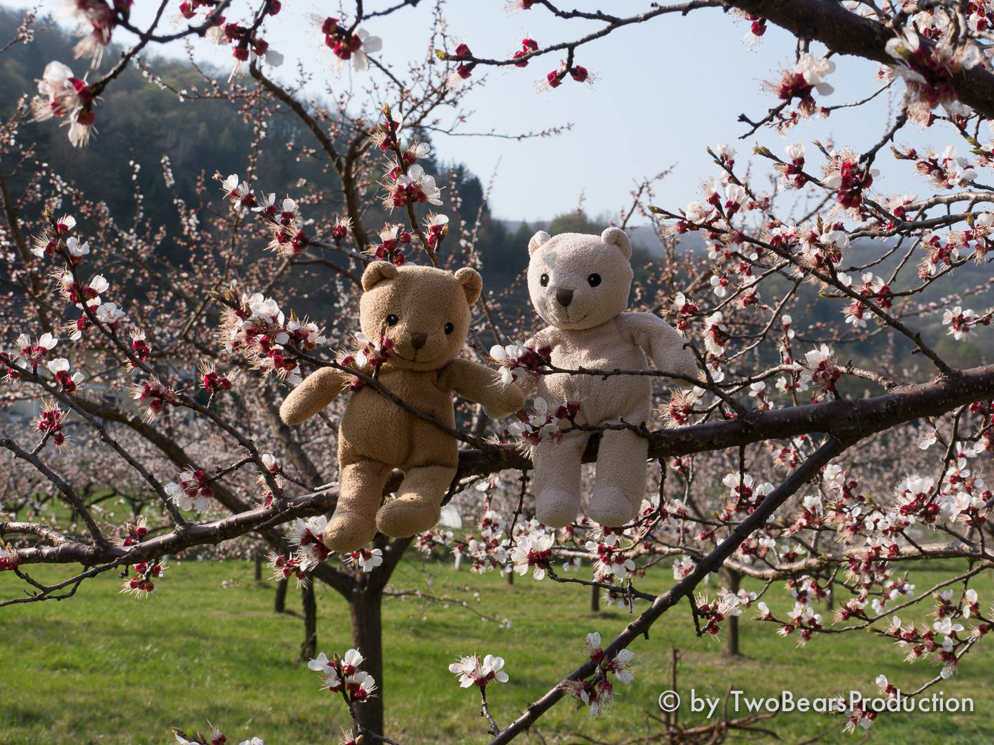You are currently viewing Marillenblüte in der Wachau
