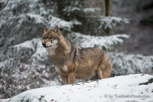 Read more about the article Bayerischer Wald