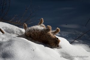 Read more about the article Lazy Afternoon