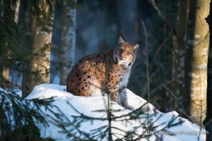Read more about the article Luchs und Wolf