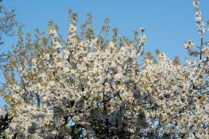 Read more about the article Kirschblüte