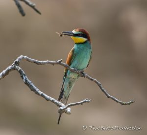 Read more about the article 2016-05_Bienenfresser