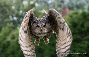 Read more about the article 2016-07_Vogelpark_Marlow_I_Uhu