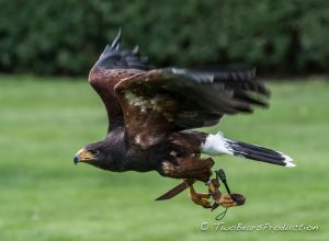 Read more about the article 2016-07_Vogelpark_Marlow_III_Greifvogelschau