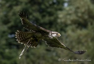 Read more about the article 2016-07_Vogelpark_Marlow_II_Falken