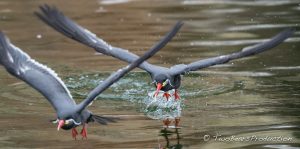 Read more about the article 2016-07_Vogelpark_Marlow_IV_Rest