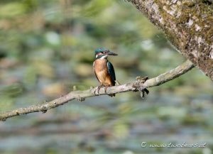 Read more about the article 2016-09-15_Eisvogelpirsch
