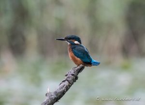 Read more about the article 2016-09-16_Eisvogelpirsch_II