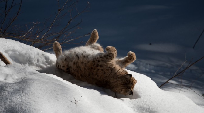 Lazy Afternoon