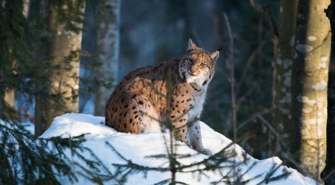 Luchs und Wolf